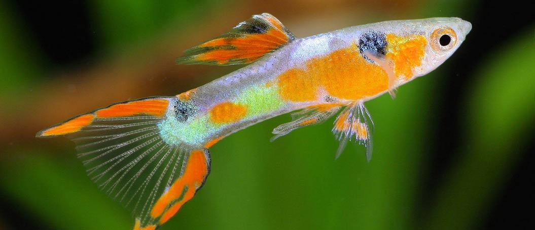 手机号轰炸服务