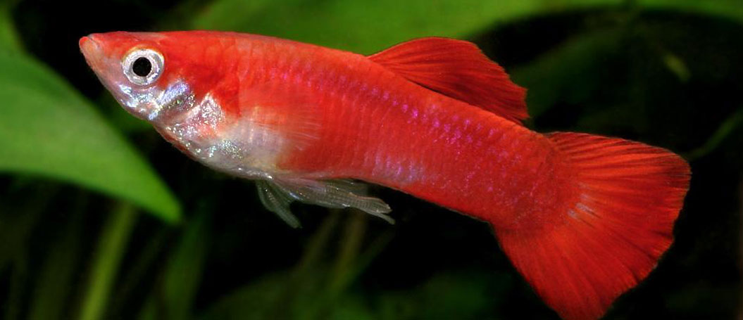 短信在线压测平台