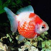 短信在线压测平台