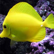 智慧便利出色的手机轰炸台