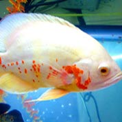 网络短信免费版